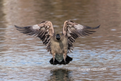 Branta-canadensis;Canada-Goose;Landing;flight,-action,-active,-aloft,-behavior,